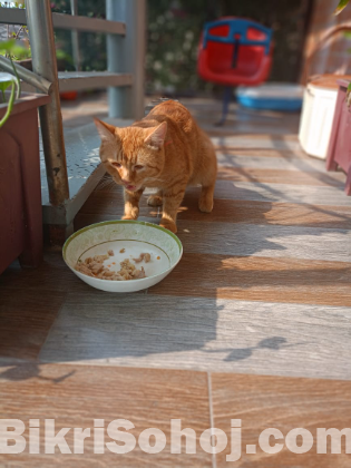 mix breed cat